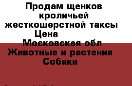 Продам щенков кроличьей жесткошерстной таксы › Цена ­ 35 000 - Московская обл. Животные и растения » Собаки   